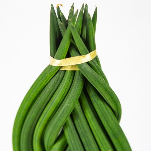 Сансевиерия цилиндрическая коса Sansevieria cylindrica braid 55/17 (Н)