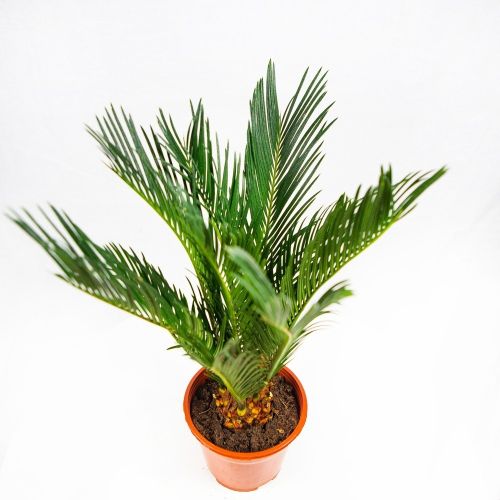 Саговник поникающий Cycas revoluta 10+ 45/14 (Н)