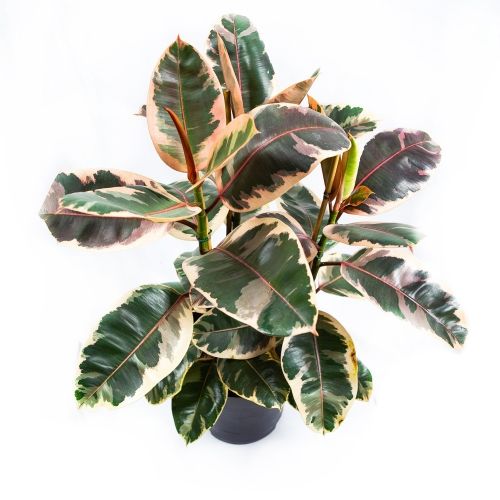 Фикус каучуконосный Белиз 3 ствола Ficus elastica Belize 3 pp 100/27