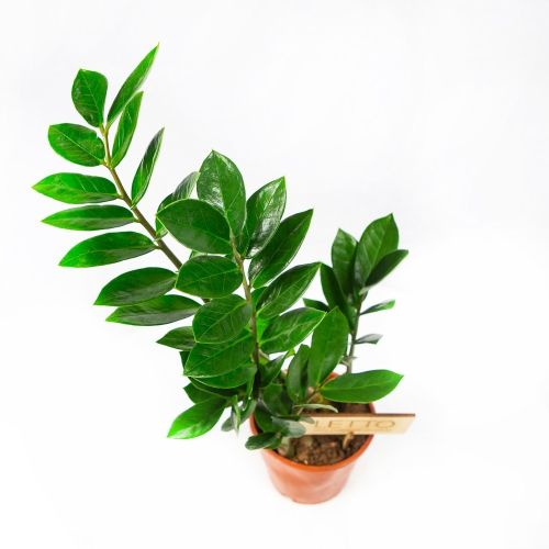 Замиокулькас Zamioculcas 2+ 50/12