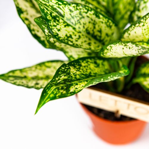 Аглаонема Фест Даймонд Aglaonema First Diamond 35/12