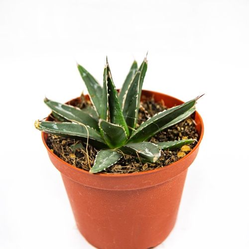 Агава королевы Виктории Agave victoriae-reginae Potcover 12,5/10,5 (Н)