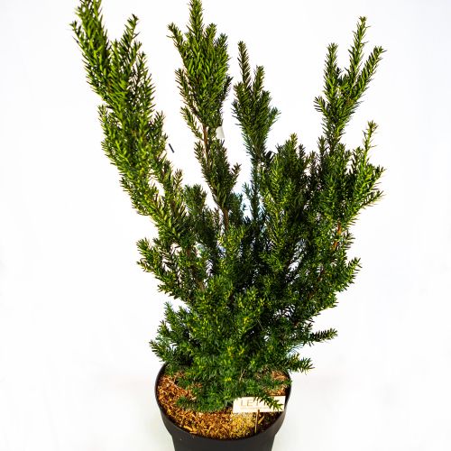 Тис средний Хилли 100/120 Taxus x media Hilliii 15л (Н)