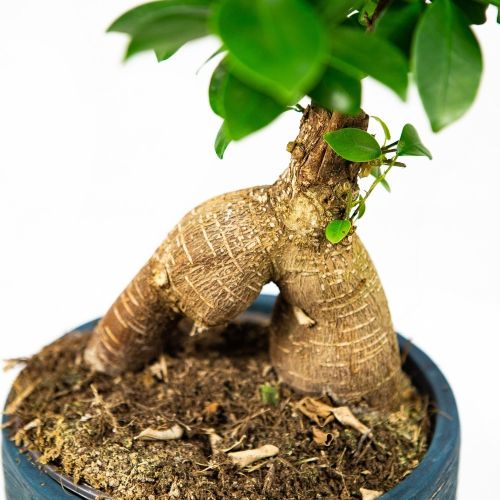 Фикус гинсенг кашпо Ficus Ginseng In Rustic Touch 40/17 (Н)