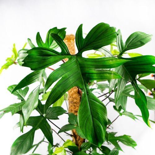 Филодендрон Philodendron Squamiferum 120/24 (Н)