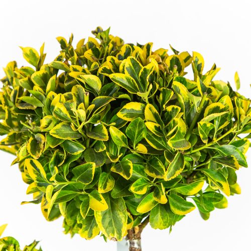 Бересклет япон. Элегантиссима Ауреа ПОМ ПОН 140/160 Euonymus japonicus Elegantissima Aurea 35л (И)