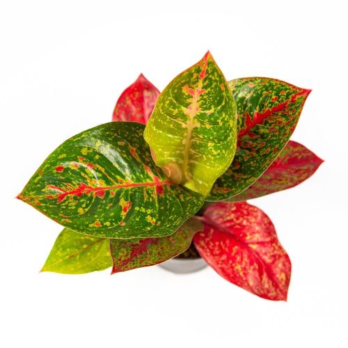 Аглаонема Ред Спринклс Aglaonema Red Sprinkles 45/12 (Н)