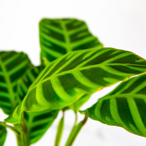 Калатея полосатая Calathea zebrina 50/14