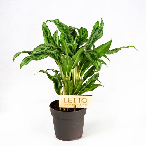 Аглаонема микс Aglaonema mix 30/12 (Н)