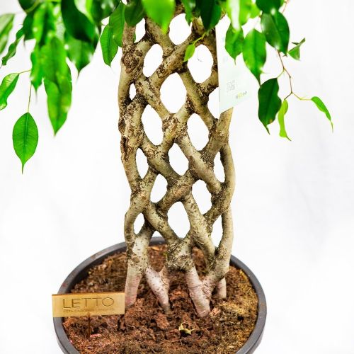 Фикус Бенджамина Экзотика спутанный Ficus benjamina Exotica mat 130/31 (Н)