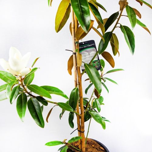 Магнолия крупноцветковая Альта 80/100 Magnolia grandiflora Alta 10л (Н)