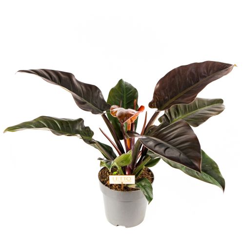 Филодендрон Империал Ред Philodendron Imperial Red 60/24