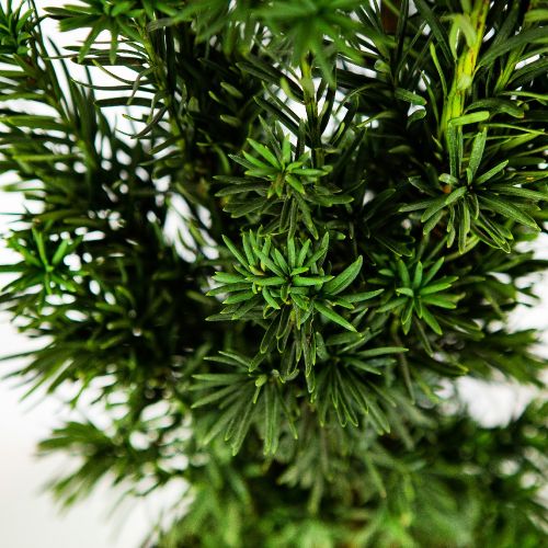 Тис ягодный Фастигиата Робуста 80/+ Taxus baccata Fastigiata Robusta 7,5л (Н)