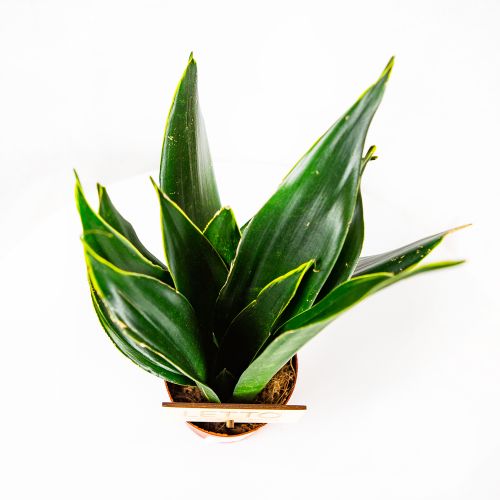 Сансевиерия микс Sansevieria mix 35/14