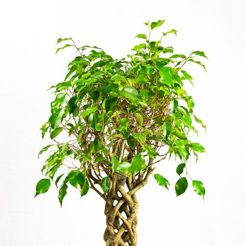 Фикус Бенджамина Экзотика труба Ficus benjamina Exotica tube 100/24 (Н)