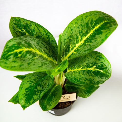 Аглаонема Лемон Минт Aglaonema Lemon Mint 35/12 (Н)