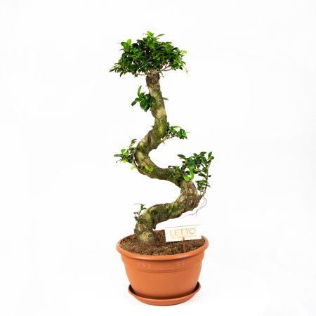 Фикус гинсенг S-образный Ficus ginseng S-type 70/27 (Н)
