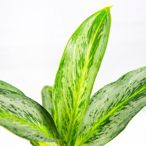 Аглаонема Эмеральд Стоун Aglaonema Emerald Stone 35/12 (Н)