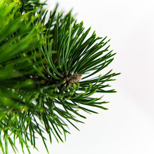 Сосна черная Орегон Грин Pinus nigra Oregon Green 5л (Н)