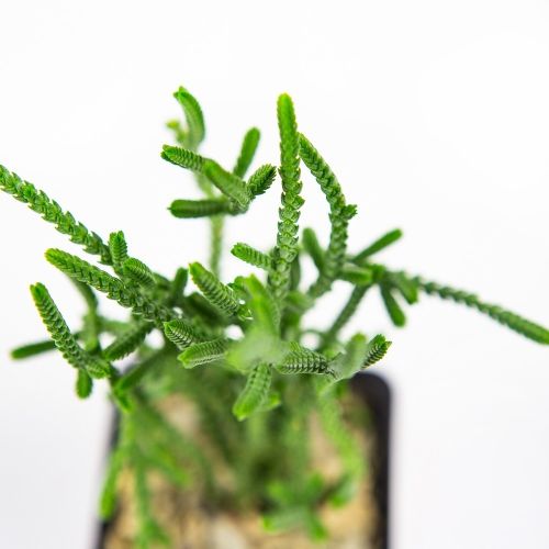 Суккуленты микс Succulentus mix d.7 (5)