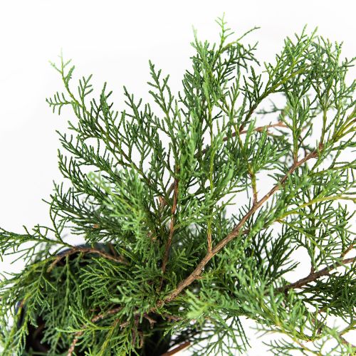 Можжевельник виргинский Грей Оул Juniperus virginiana Grey Owl 2л/3л (Н)