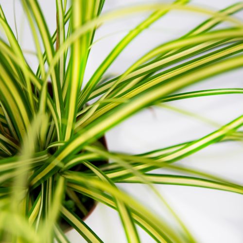 Осока охименская Эверголд Carex ochimensis Evergold Р9 (Н)