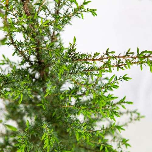 Можжевельник обыкновенный Хиберника Juniperus communis Hibernica 5л