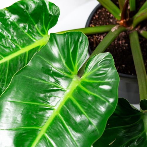 Филодендрон мелинонии Philodendron melinonii 70/24