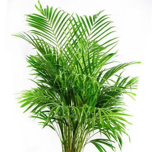 Дипсис желтоватый Dypsis lutescens 120-140/21 (Н)