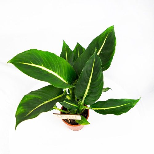 Диффенбахия Грин Мэджик Dieffenbachia Green Magic 40/12