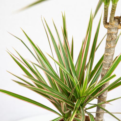 Драцена Биколор Dracaena Bicolor 30-10 75/17