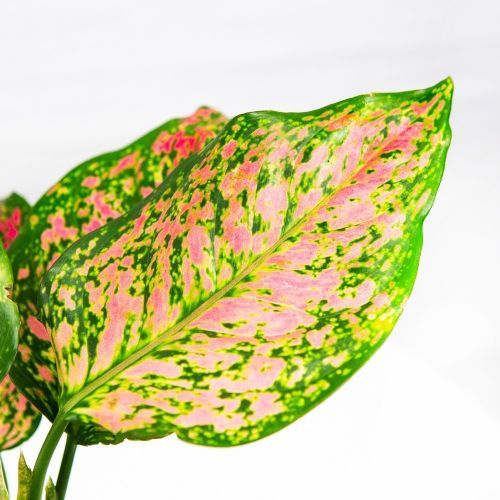 Аглаонема Кримсон Лав Aglaonema Crimson Love 35/12 (Н)