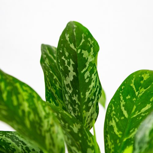 Аглаонема Грин Леди Aglaonema Green Lady 40/17 (Н)