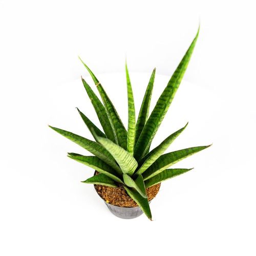 Сансевиерия Sansevieria Pineapple 25/10