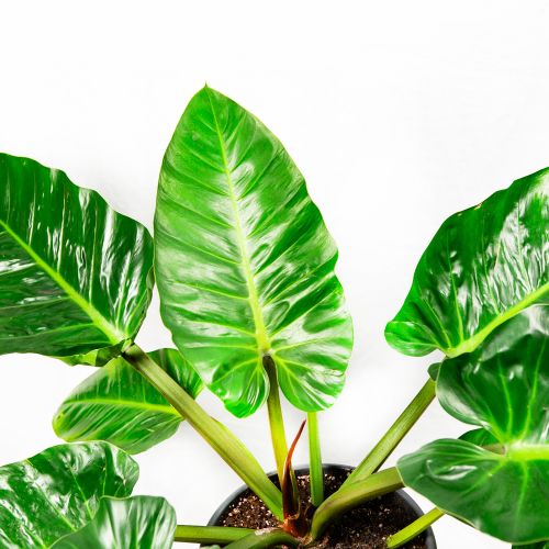 Филодендрон мелинонии Philodendron melinonii 70/24