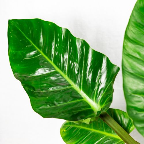 Филодендрон мелинонии Philodendron melinonii 70/24