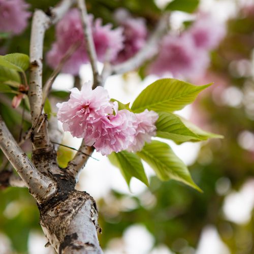 Вишня мелкопильчатая Канзан 08-10 Prunus serrulata Kanzan 18л (И)