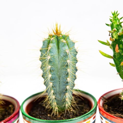 Кактус в декоративном горшке Cactus pot 8/8