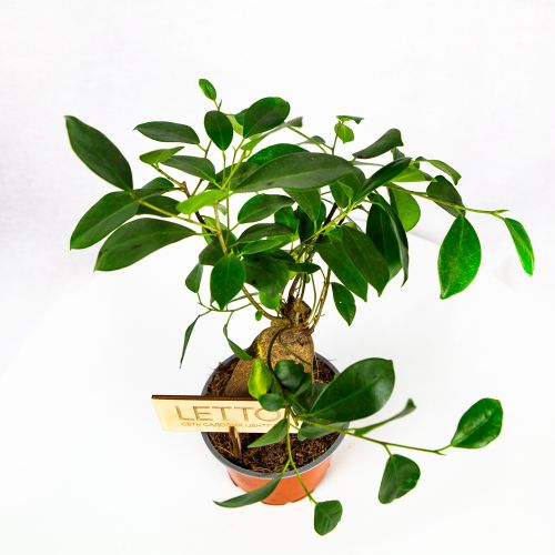 Фикус гинсенг Ficus ginseng 30/12