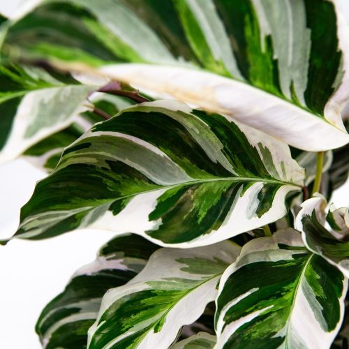 Калатея Вайт Фьюжин Calathea White Fusion 40/14 (Н)