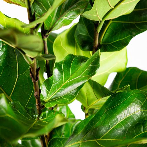 Фикус лировидный 3 ствола Ficus lyrata 3 pp 160/24