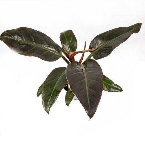 Филодендрон Империал Ред Philodendron Imperial Red 45/14