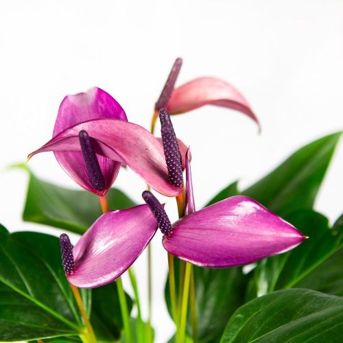 Антуриум Зизу Anthurium Zizou 40/12