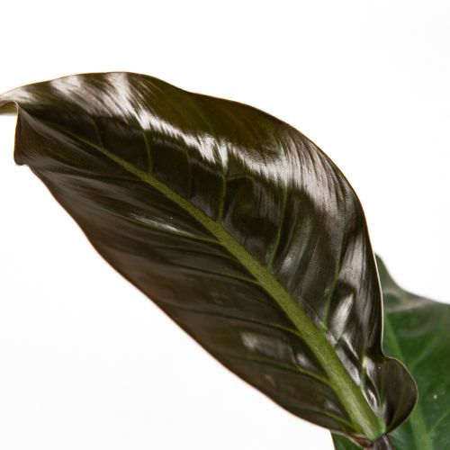 Филодендрон Империал Ред Philodendron Imperial Red 60/19