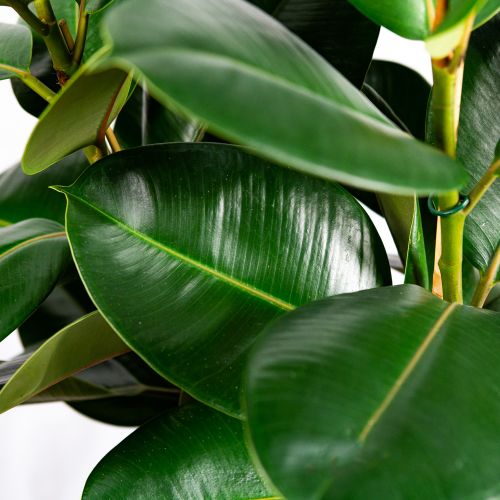 Фикус каучуконосный Робуста 3 ствола Ficus elastica Robusta 3 pp 100/27