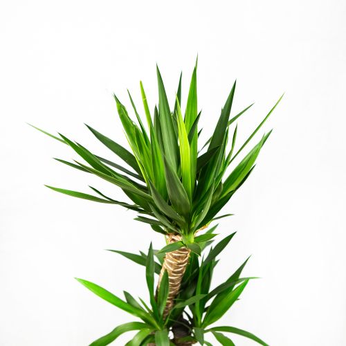 Юкка слоновая Yucca elephantipes 2рр 120/24