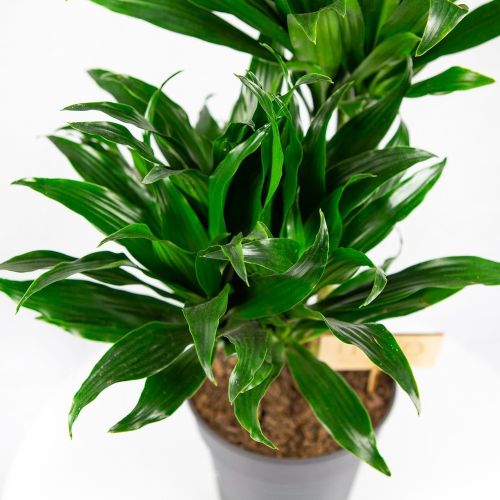 Драцена Компакта Dracaena Compacta 45-15 80/19