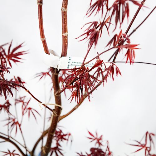 Клен дланевидный Бладгуд Acer palmatum Bloodgood 15л (Н)