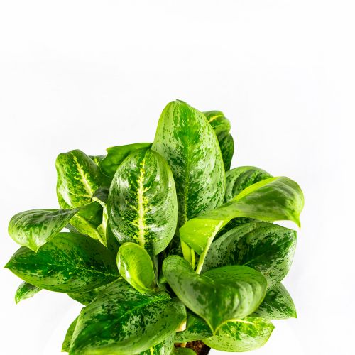 Аглаонема Лемон Минт Aglaonema Lemon Mint 50/19 (Н)