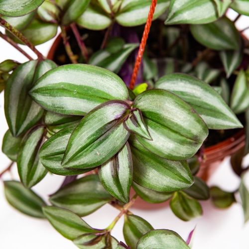 Традесканция Зебрина Tradescantia Zebrina п/к 2,5л